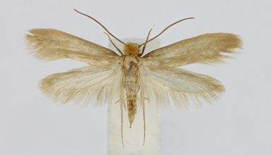 Specimen of Webbing clothes moth